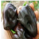 Prodgf 6000Pcs chihuacle negro pepper seed