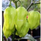 Prodgf 6000Pcs venezuelan tiger pepper seed
