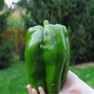 Prodgf 6000Pcs green giant pepper seed