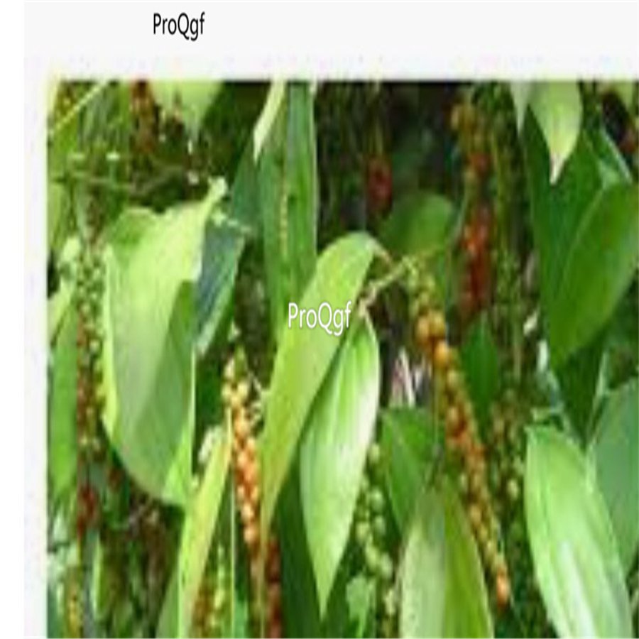 Prodgf 6000Pcs black pepper piper nigrum pepper seed