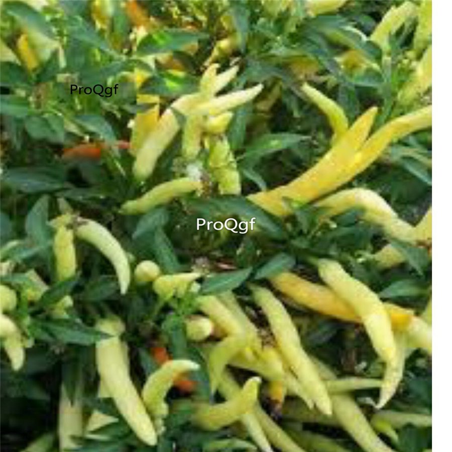 Prodgf 6000Pcs thai white chilli pepper seed