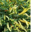 Prodgf 6000Pcs thai white chilli pepper seed