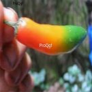 Prodgf 6000Pcs malaysia rainbow pepper seed