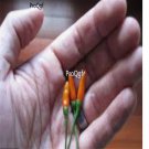 Prodgf 6000Pcs siling labuyo pepper seed