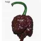 Prodgf 6000Pcs chocolate carolina reaper pepper seed