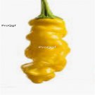 Prodgf 6000Pcs yellow screw pepper seed