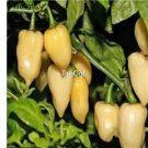 Prodgf 6000Pcs white fatalii pepper seed