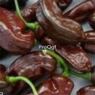 Prodgf 6000Pcs chocolate bhurtlah pepper seed