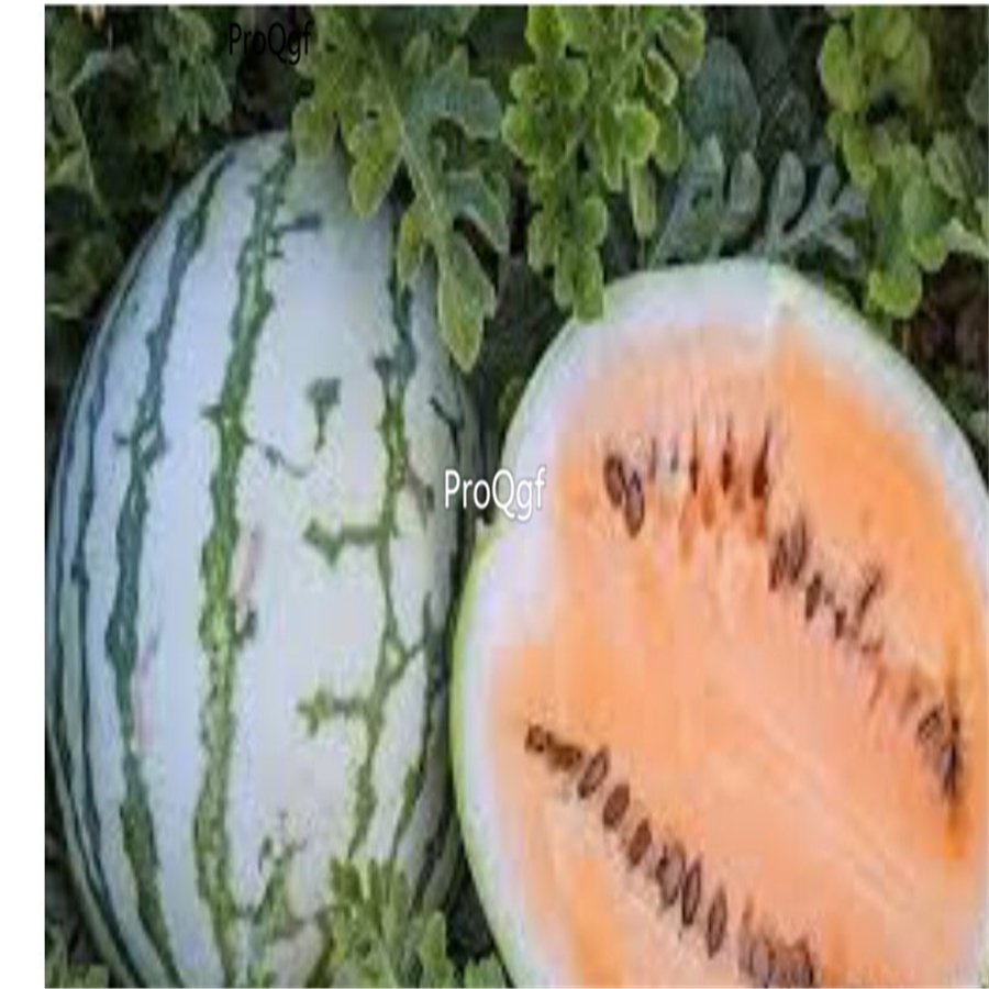 Prodgf 3000Pcs orange meat watermelon seed