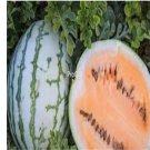 Prodgf 3000Pcs orange meat watermelon seed