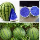 Prodgf 3000Pcs blue watermelon seed