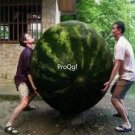 Prodgf 3000Pcs carolina giant watermelon seed