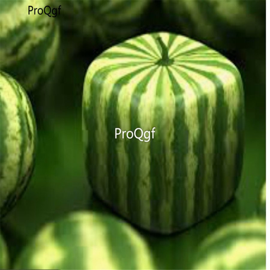 Prodgf 3000Pcs square watermelon seed