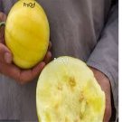 Prodgf 3000Pcs yellow skin yellow heart watermelon seed