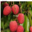 Prodgf 500Pcs air layered litchi lychee seed