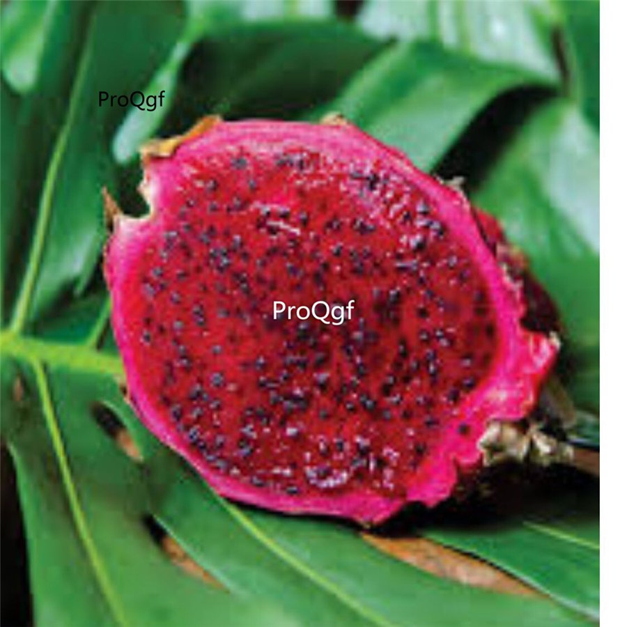 Prodgf 2000Pcs red meat dragon fruit seed