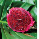 Prodgf 2000Pcs red meat dragon fruit seed