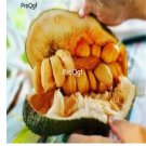 Prodgf 50Pcs jackfruit seed