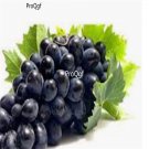 Prodgf 3000Pcs dark blue grape fruit seed