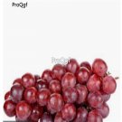 Prodgf 3000Pcs dark red grape fruit seed