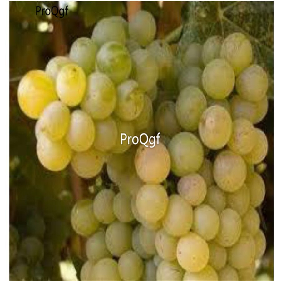 Prodgf 3000Pcs yellow wine grape fruit seed