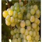 Prodgf 3000Pcs yellow wine grape fruit seed