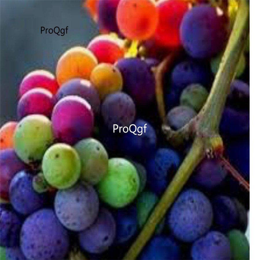 Prodgf 3000Pcs colorful grape fruit seed