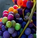 Prodgf 3000Pcs colorful grape fruit seed