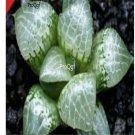 Prodgf 3Pcs glass compto haworthia plant
