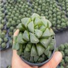 Prodgf 3Pcs star window haworthia plant