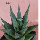Prodgf 3Pcs limifolia haworthia plant