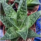 Prodgf 3Pcs zebra haworthia plant