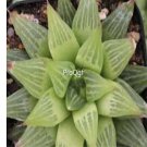 Prodgf 3Pcs retusa haworthia plant