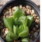 Prodgf 3Pcs triebnet haworthia plant