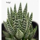 Prodgf 3Pcs royal albert haworthia plant