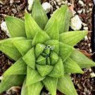 Prodgf 3Pcs marumiana haworthia plant