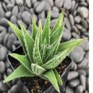 Prodgf 3Pcs herbacea haworthia plant
