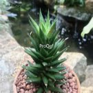 Prodgf 3Pcs resendeana haworthia plant