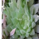 Prodgf 3Pcs duval haworthia plant