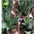 Prodgf 3Pcs aloe haworthia plant