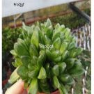 Prodgf 3Pcs truncata haworthia plant