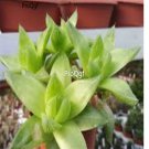 Prodgf 3Pcs cymbiformis haworthia plant