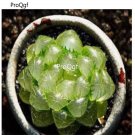 Prodgf 3Pcs cooperi haworthia plant