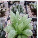 Prodgf 3Pcs genus haworthia plant