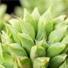 Prodgf 3Pcs turgida haworthia plant