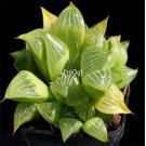 Prodgf 3Pcs retusa haworthia plant