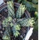 Prodgf 3Pcs chalwini haworthia plant