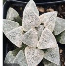 Prodgf 3Pcs snowflake haworthia plant