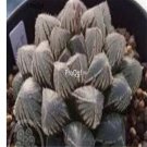 Prodgf 3Pcs cooperi red rock haworthia plant