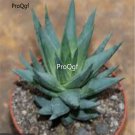 Prodgf 3Pcs glauca haworthia plant